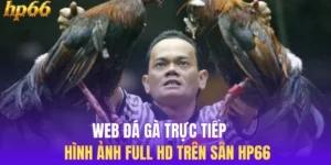 Web Đá Gà Trực Tiếp - Hình ảnh Full HD Trên Sân HP66 